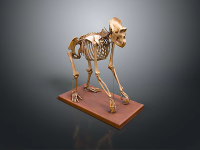Detailed Monkey Skeleton Model Display on Brown Wooden Base with Dark Background 3d model