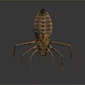 Close Up View Of Brown Insect With Long Legs And Segmented Body