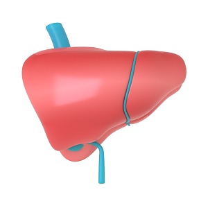 liver viscera 3d model