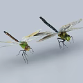 Two Green Dragonflies Flying With Transparent Wings And Large Compound Eyes