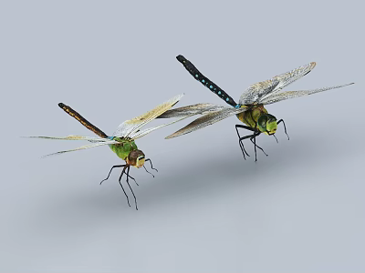 Two Green Dragonflies Flying With Transparent Wings And Large Compound Eyes 3d model
