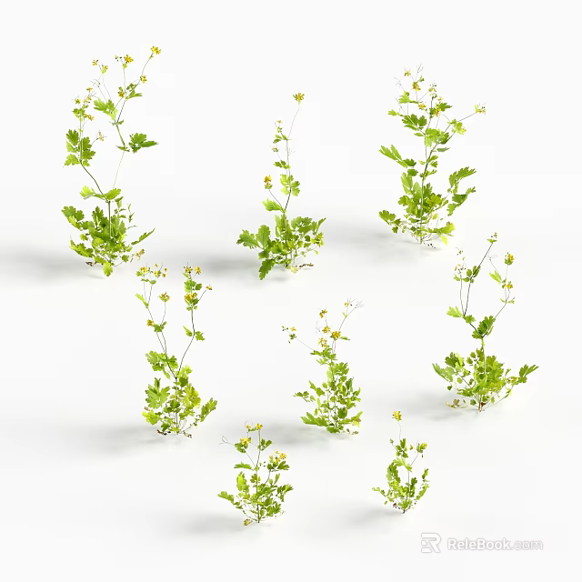 Multiple Green Herb Plants With Small Yellow Flowers On White Background 3d model