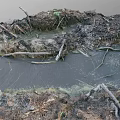 Natural Garden Landscape With Small Stream Muddy Ground And Mossy Tree Branches