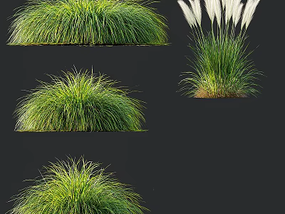 Various Ornamental Grass Varieties with Lush Green Foliage and White Plumes 3d model
