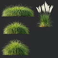 Various Ornamental Grass Varieties with Lush Green Foliage and White Plumes