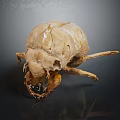 Dried Brown Insect Specimen With Detailed Exoskeleton Legs And Head On Black Background