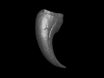 Realistic Silver Gray Tusk With Detailed Textured Surface On Black Background 3d model