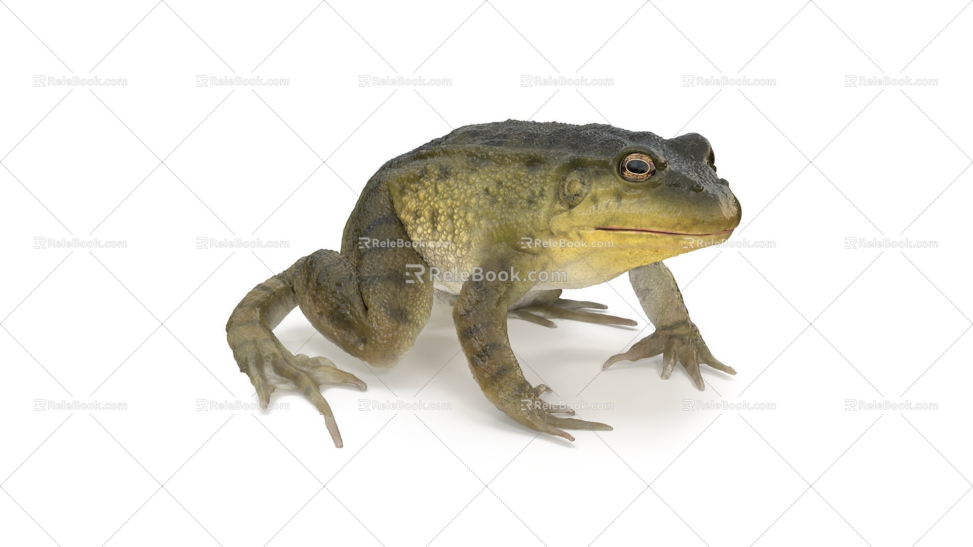 Frog 3d model