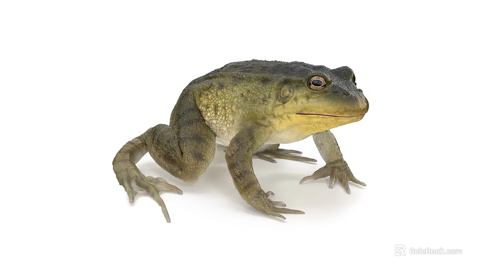 Green Warty Frog As Aquatic Animal With Yellow Underside And Large Eyes 3d model 