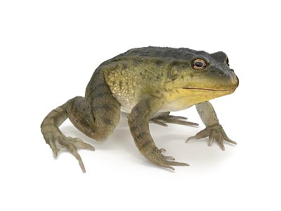 Frog model