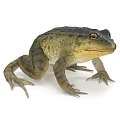 Green Warty Frog As Aquatic Animal With Yellow Underside And Large Eyes