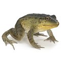 Frog 3d model