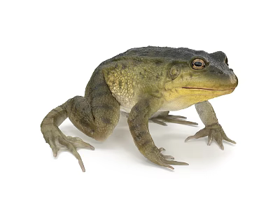 Green Warty Frog As Aquatic Animal With Yellow Underside And Large Eyes 3d model