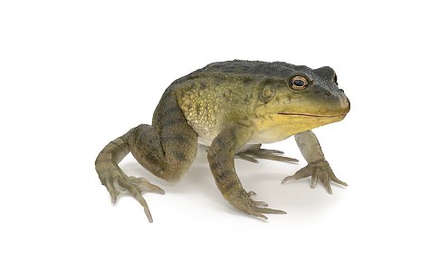 Frog 3d model