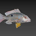 Vibrant Aquatic Fish With Red Eyes Yellow Blue Stripes And Black Spots