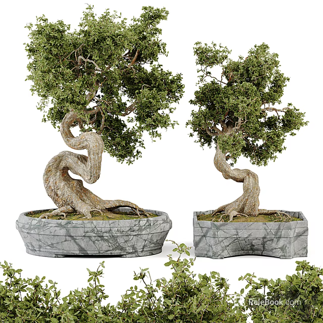 Bonsai Plants In Stone Pots With Twisted Trunks And Lush Green Leaves 3d model 