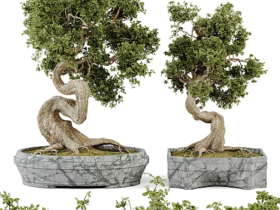 Bonsai Plants In Stone Pots With Twisted Trunks And Lush Green Leaves 3d model