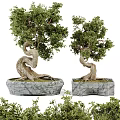Bonsai Plants In Stone Pots With Twisted Trunks And Lush Green Leaves
