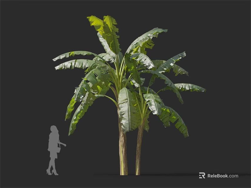 Tall Banana Tree With Large Green Leaves And Double Trunks With Human Silhouette 3d model 