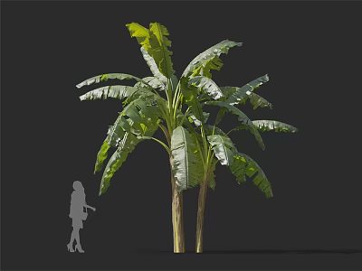 Tall Banana Tree With Large Green Leaves And Double Trunks With Human Silhouette 3d model