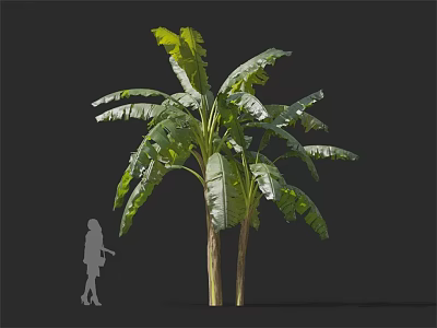 Modern plantain tree plantain 3d model