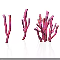 Vibrant Pink Coral Like Branching Plants With Various Shapes And Structures