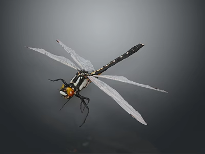 Close Up View Of Dragonfly With White Wings Black Body And Yellow Red Head 3d model