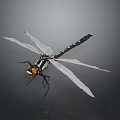Close Up View Of Dragonfly With White Wings Black Body And Yellow Red Head