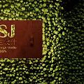 Lush Green Plant Feature Wall With Red Background Logo And Wild Design Studio Elements
