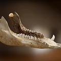 Human Bone Structure Anatomical Model Medical Device for Medical Education and Research