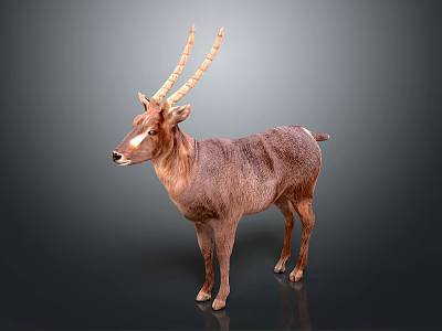 Detailed 3D Model Of Brown Deer With Long Antlers And White Facial Markings 3d model