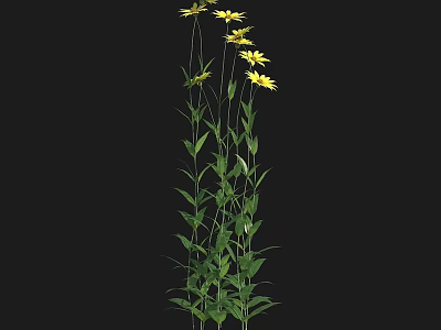 Beautiful Yellow Flowers With Green Stems Against Black Background In Natural Setting 3d model