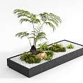 Lush Ferns and Palm Plants in Black Rectangular Planter with White Pebbles and Green Moss
