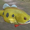 Vibrant Freshwater Fish With Yellow Body Black Spots And Red Fins And Eyes