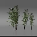 Three Bamboo Plants With Green Leaves On White Background And Reflection
