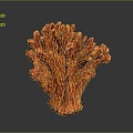 Coral Red Coral White Coral Blue Coral Gold Coral Black Coral Ball Coral Grass Coral Fine Finger Anemone 3d model