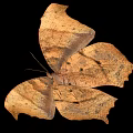 Brown Butterfly With Orange Spots On Margined Wings Against Black Background