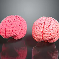 Two Pink Brain Models on Black Surface With Clear Reflections 3d model