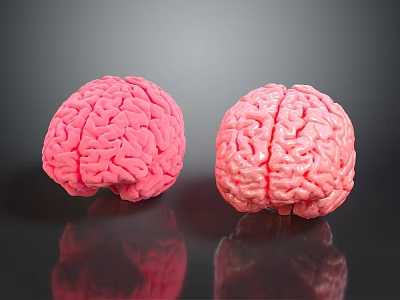 Two Pink Brain Models on Black Surface With Clear Reflections 3d model