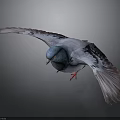 Flying Pigeon With Colorful Feathers Blue Head And Red Feet Against Dark Background