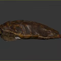 Turtle shell Han turtle shell turtle cartoon turtle snapping turtle hawksbill reptile cold-blooded animal 3d model