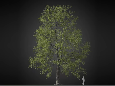 Tall Arbor with Lush Green Foliage and Human Figure for Size Comparison 3d model