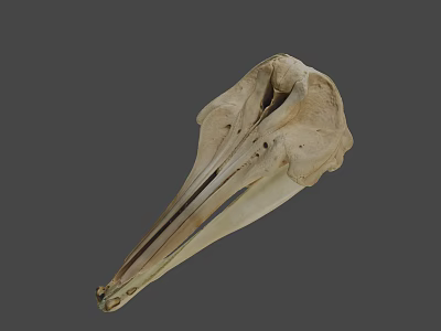 Detailed Animal Skull With Long Beak And Anatomical Features On Gray Background 3d model