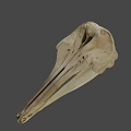 Detailed Animal Skull With Long Beak And Anatomical Features On Gray Background