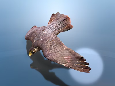 Realistic Style Falcon Falcon Raptor Bird Flying Feather Nature Eagle Large Eagle Eagle Eagle Falcon Bird Bird Animal 3d model