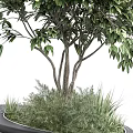Lush Green Plant Combination with Multi Stem Tree and Grasses in Round Pot