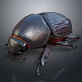 Shiny Dark Beetle With Orange Accents And Detailed Exoskeleton Close Up