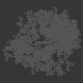 Lush Green Tree With Dense Foliage Standing Next To A Female Silhouette Outdoors