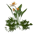 Lush Bonsai Potted Plant With Orange Bird of Paradise Flowers And Green Foliage