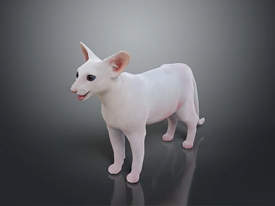 White Sphynx Cat With Blue Eyes Standing On Shiny Surface 3d model